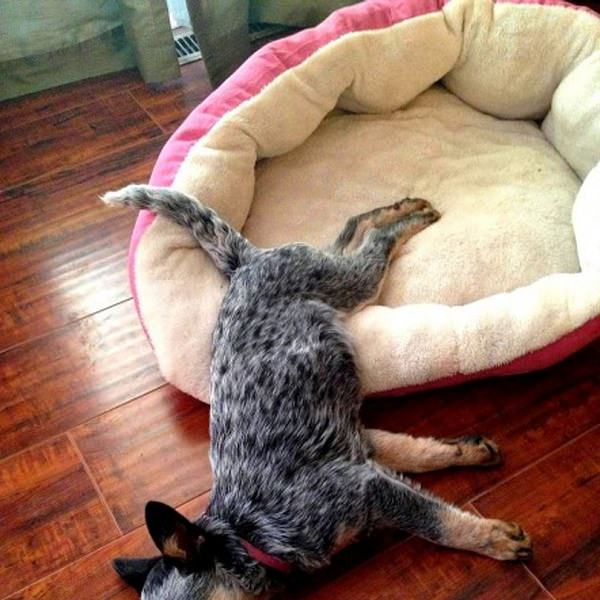 Creating a Comfortable Sleeping Space for Your Canine 5