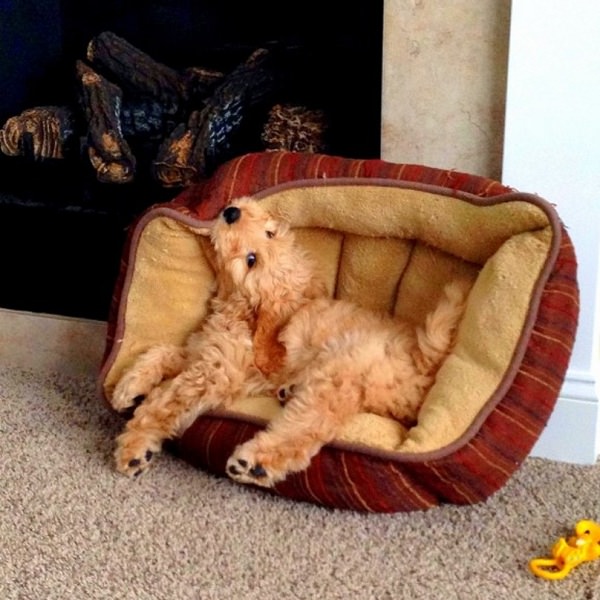 dog rest time