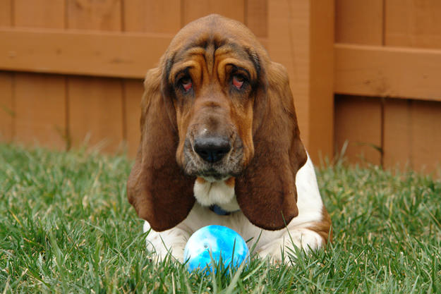 face basset hound photo