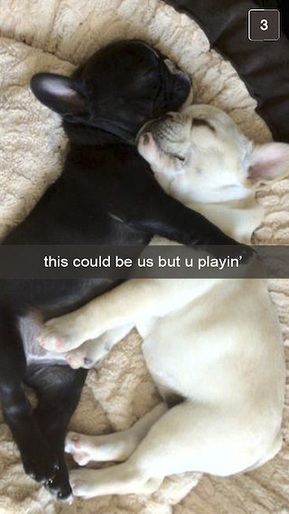 french bulldogs sleep play