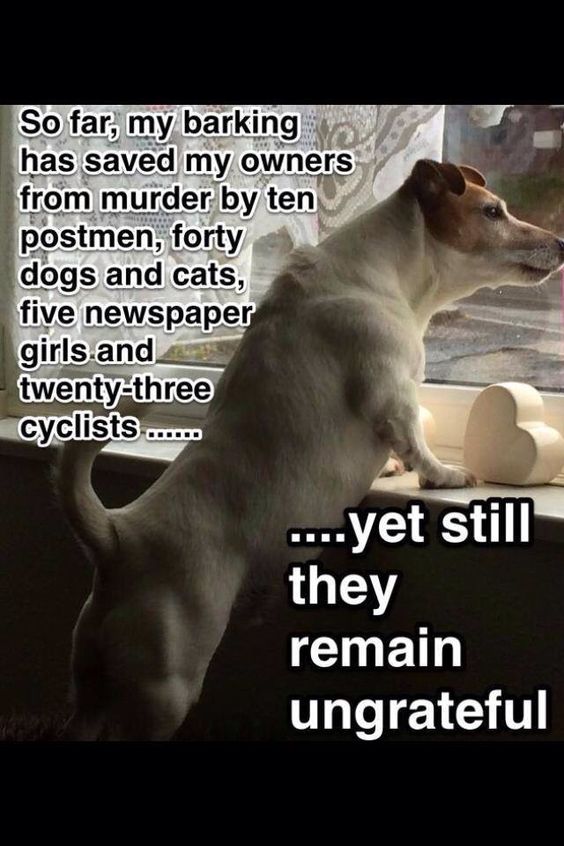 funny jack russell meme