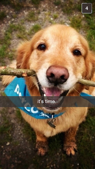 golden retriever time to play