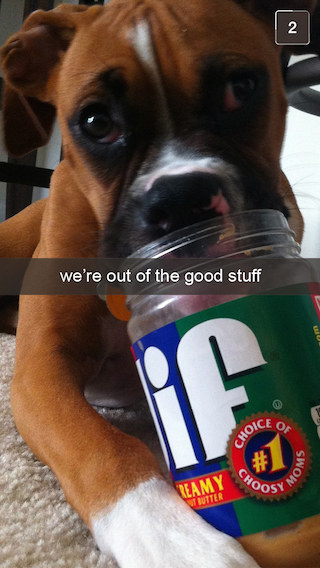 happy boxer dog