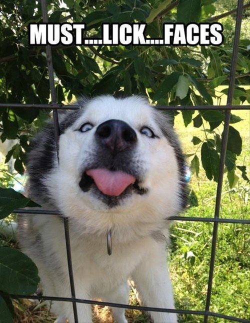 husky lick faces meme