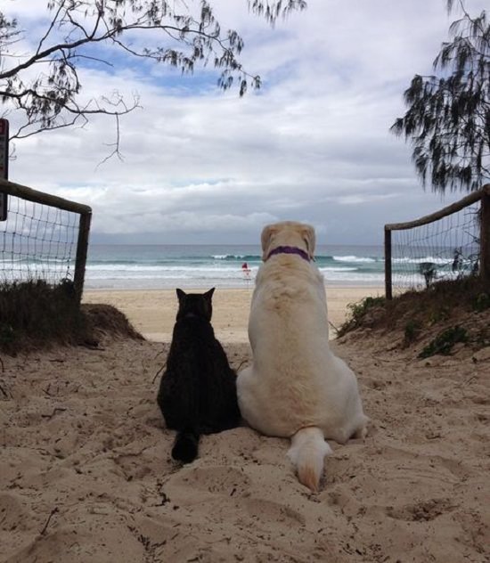 labrador and cat beach