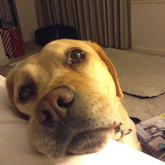 labrador face begging