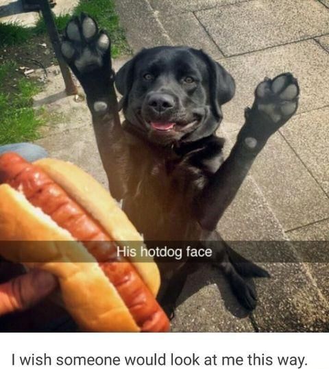 labrador meme hotdog face