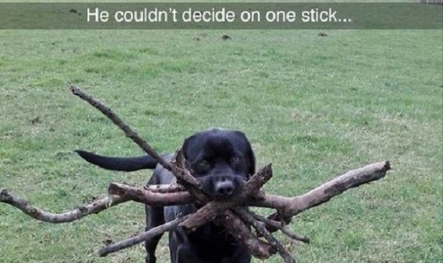 14 Snapchats From Your Dog 6