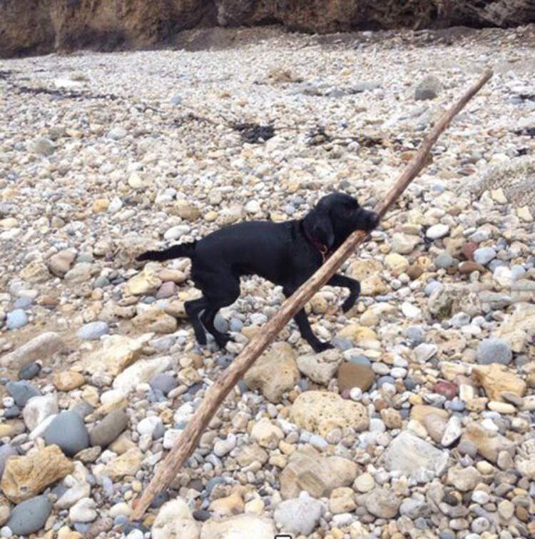 labrador with big stick