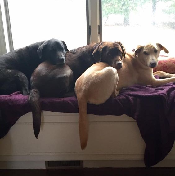 labradors