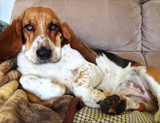 picture basset hound dog