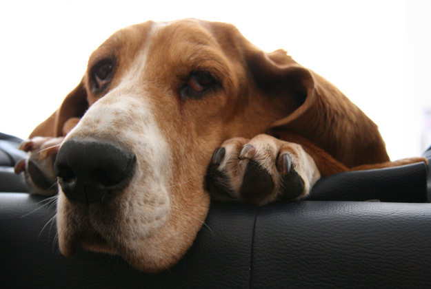 picture dog basset