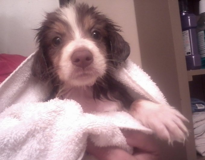 puppy after bath