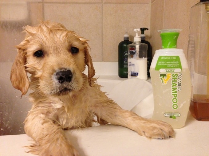 12 Puppies Who Just Had Their First Bath