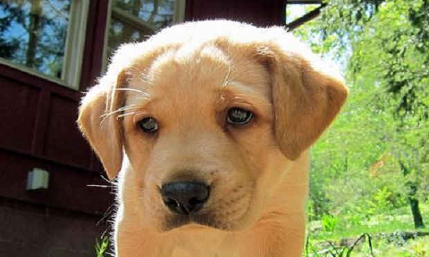 14 Reasons To Avoid Labradors At All Cost! 8