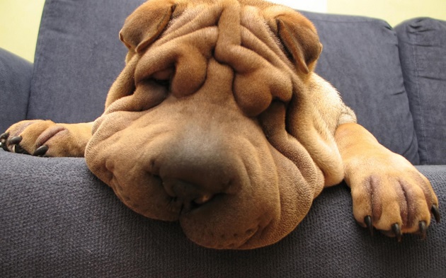 shar pei couch dog face closeup