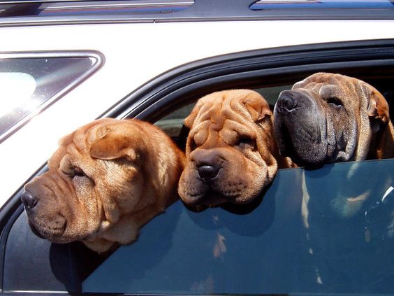 shar pei dogs car photo
