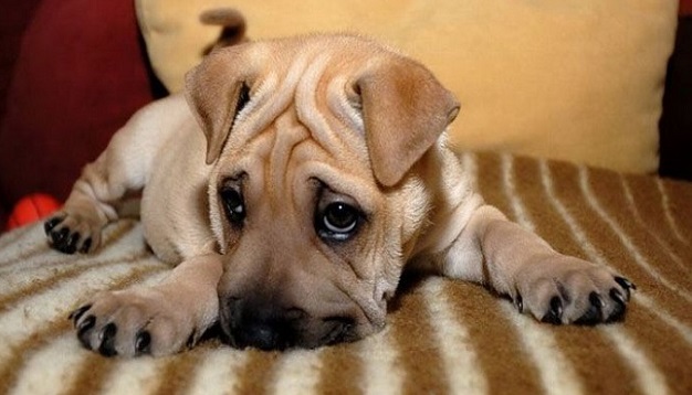 12 Realities That New Shar Pei Owners Must Accept 6
