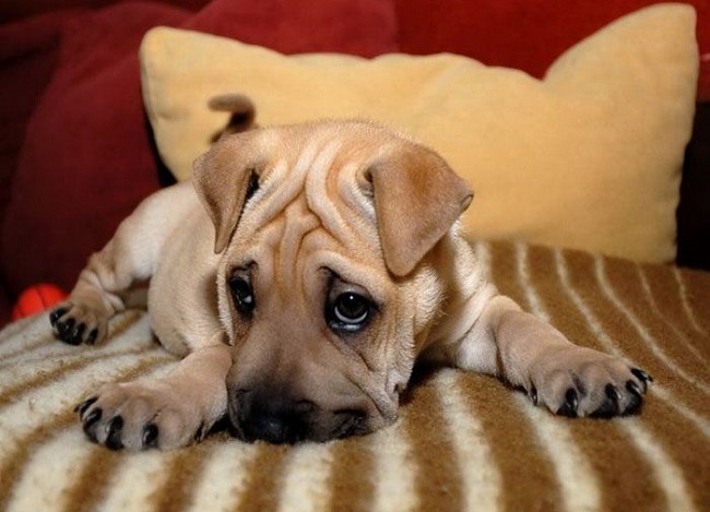 shar pei puppy on bed