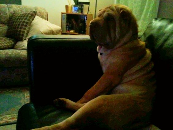 shar pei watching TV