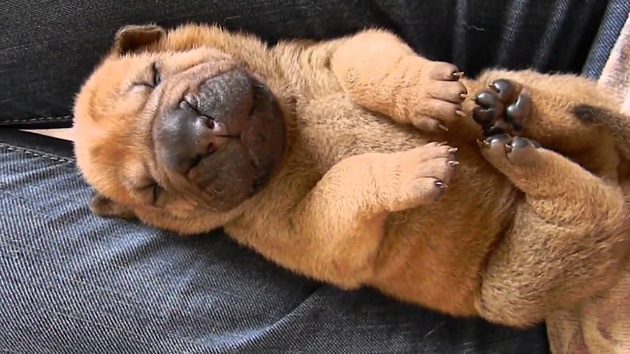 sleeping shar pei puppy