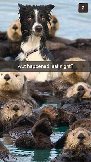 surprised dog