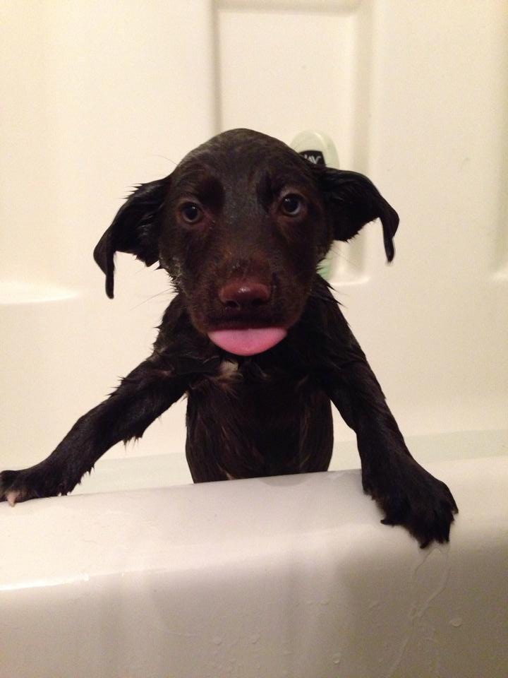12 Puppies Who Just Had Their First Bath
