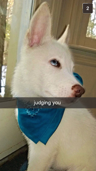white husky judge
