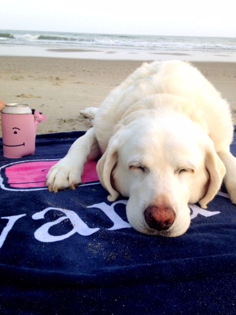 white labrador