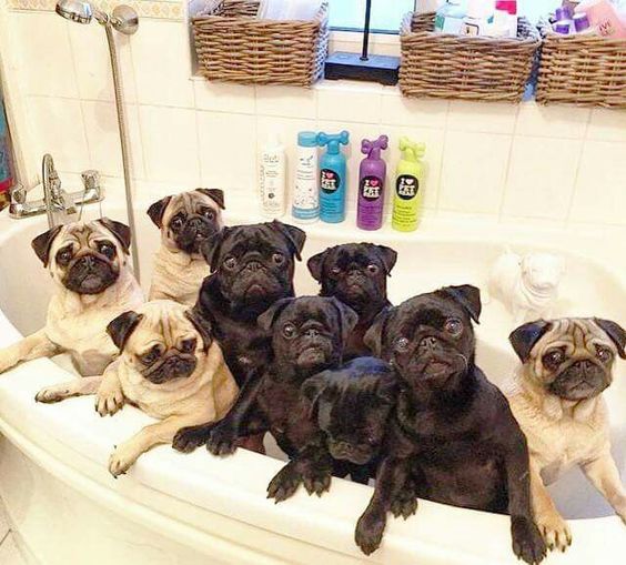 9 Pugs in a tub