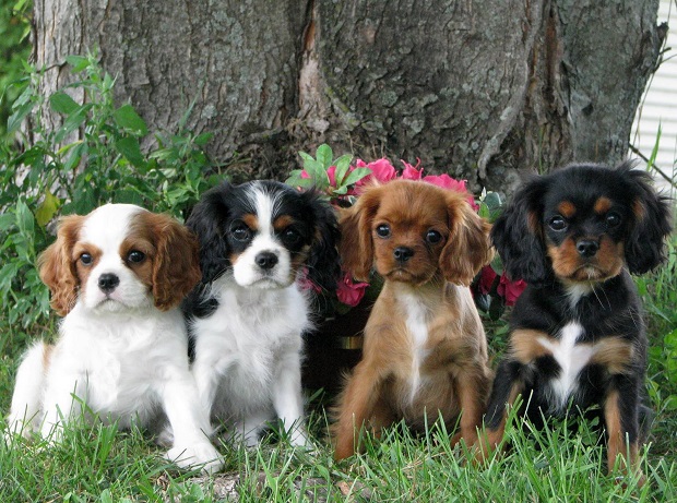 Cavalier King Charles Spaniels dogs