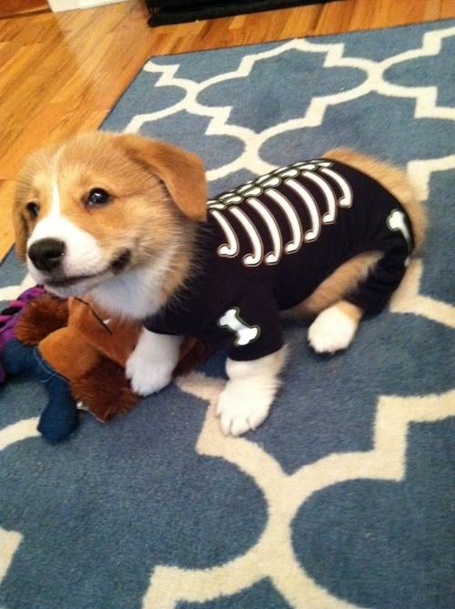 Corgi Halloween