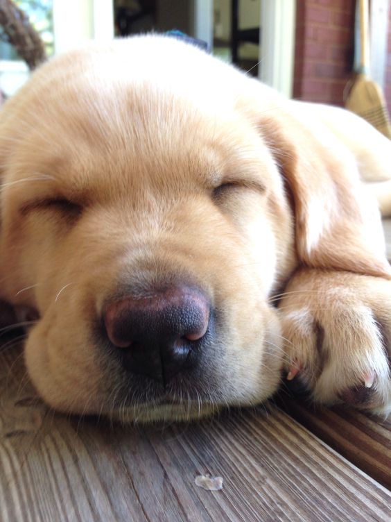 Yellow Lab nap time
