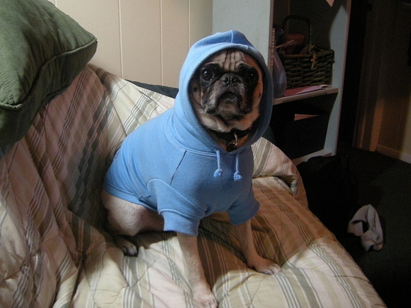 amazing pug hoodie photo blue