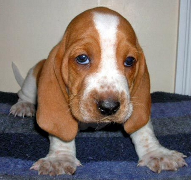 basset hound puppy photo