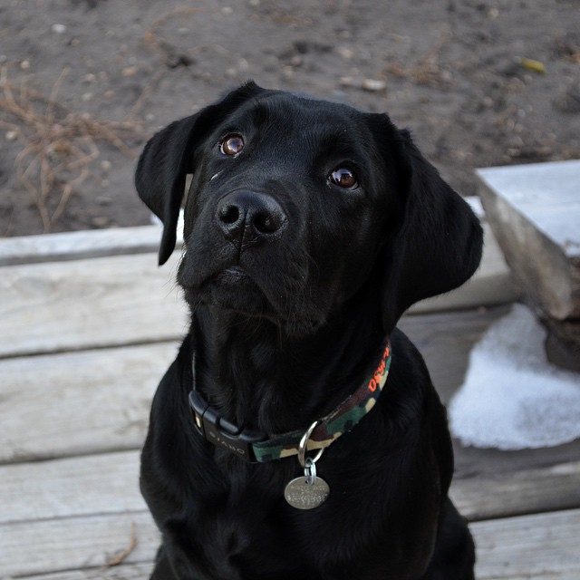 black labrador dog face