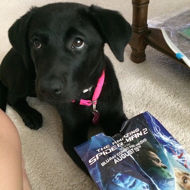 black labrador dog