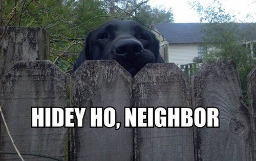 black labrador fence