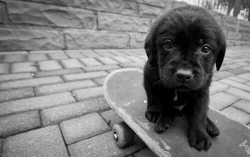 black labrador skateboard