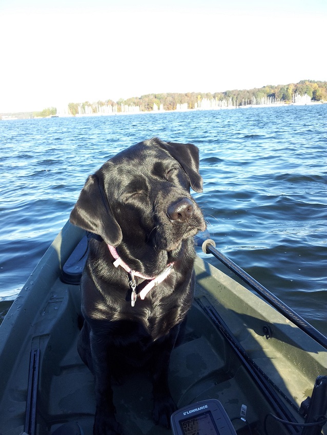 black labrador sunbathing