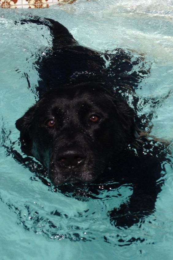 black labrador swimming in the pool
