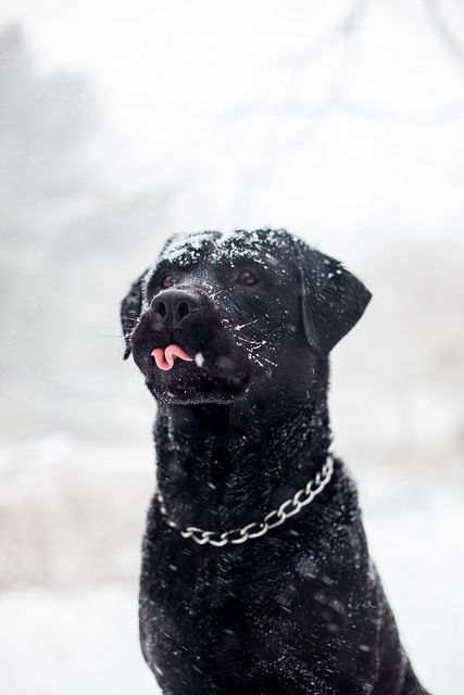 black labrador tongue out