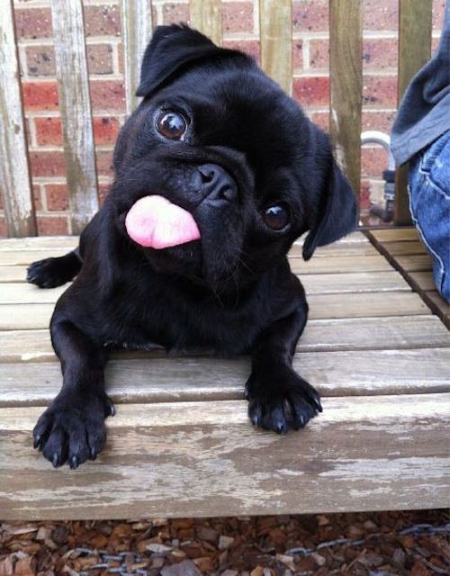 black pug tongue out