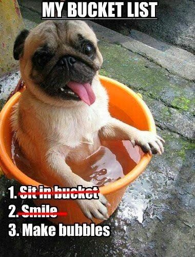bucket list pug dog