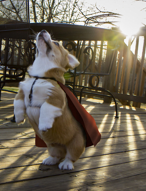cool corgi