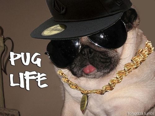cool pug outfit