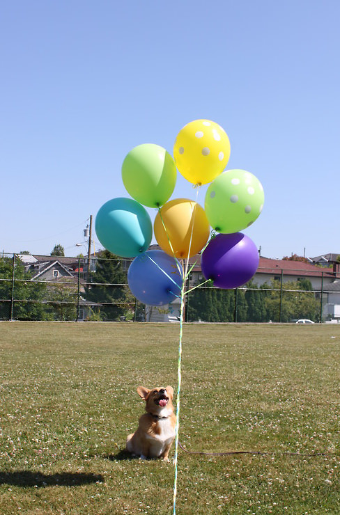 corgi and balloons