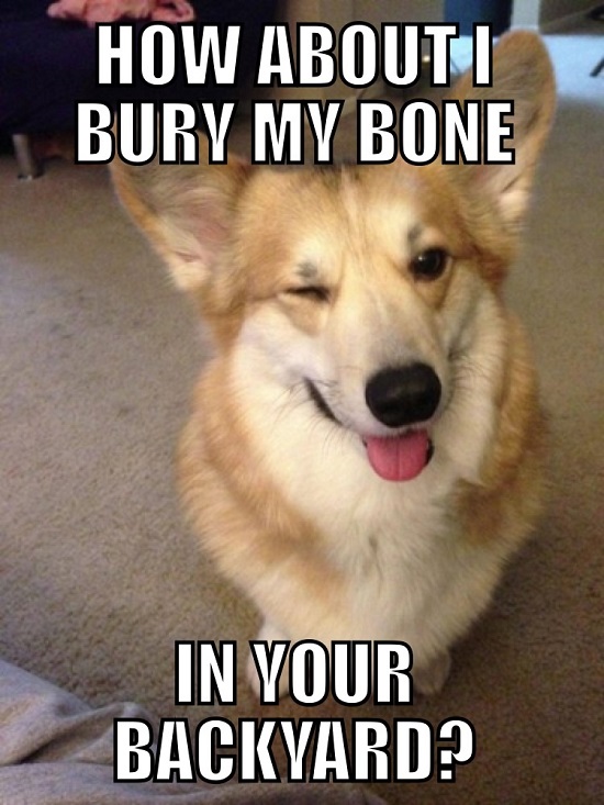 corgi bone dog meme