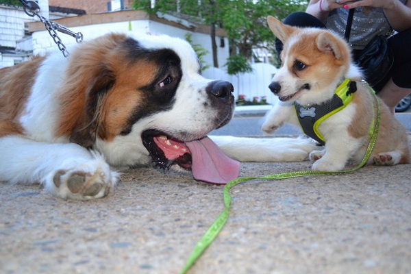 corgi dog communication