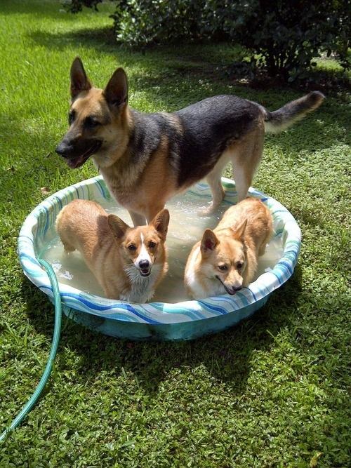 corgi dog world